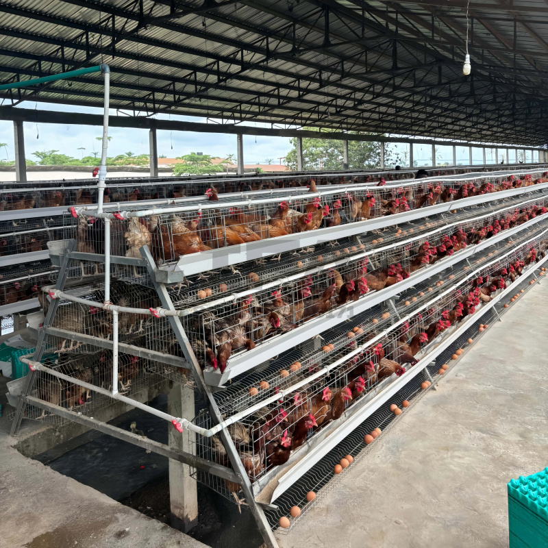 Farming Africa - Maschinenverkauf in Südafrika: Aluminium-Hühnerställe für den