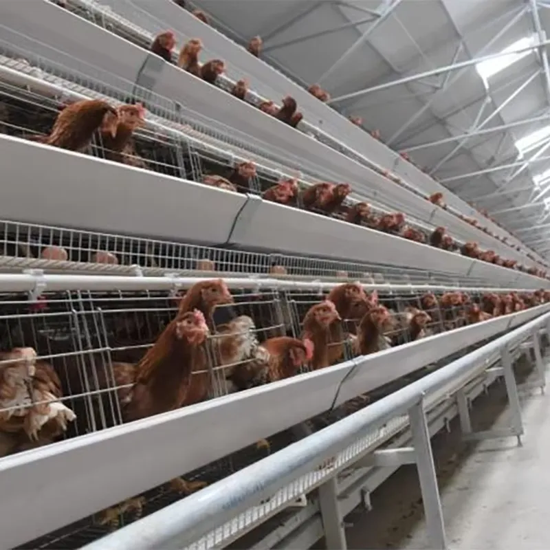 Farming Africa - H-Typ Schichtkäfige für Geflügelfarm-Ausrüstungslieferanten in Südafrika,