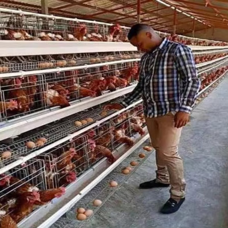 Günstiger Preis Geflügelfarm 1 – Farming Africa Bewertung und Preis