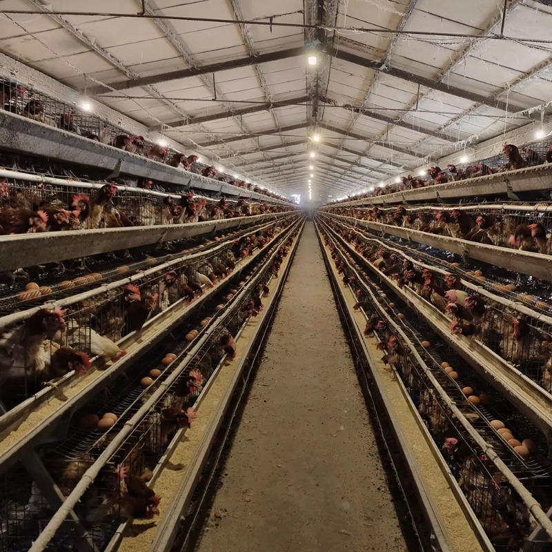 Günstiger Preis Geflügelfarm 1 – Farming Africa Bewertung und Preis