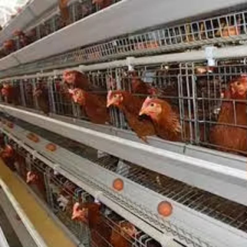   Hühnerstall New Africa Typ A – Farming Africa Bewertung und Preis