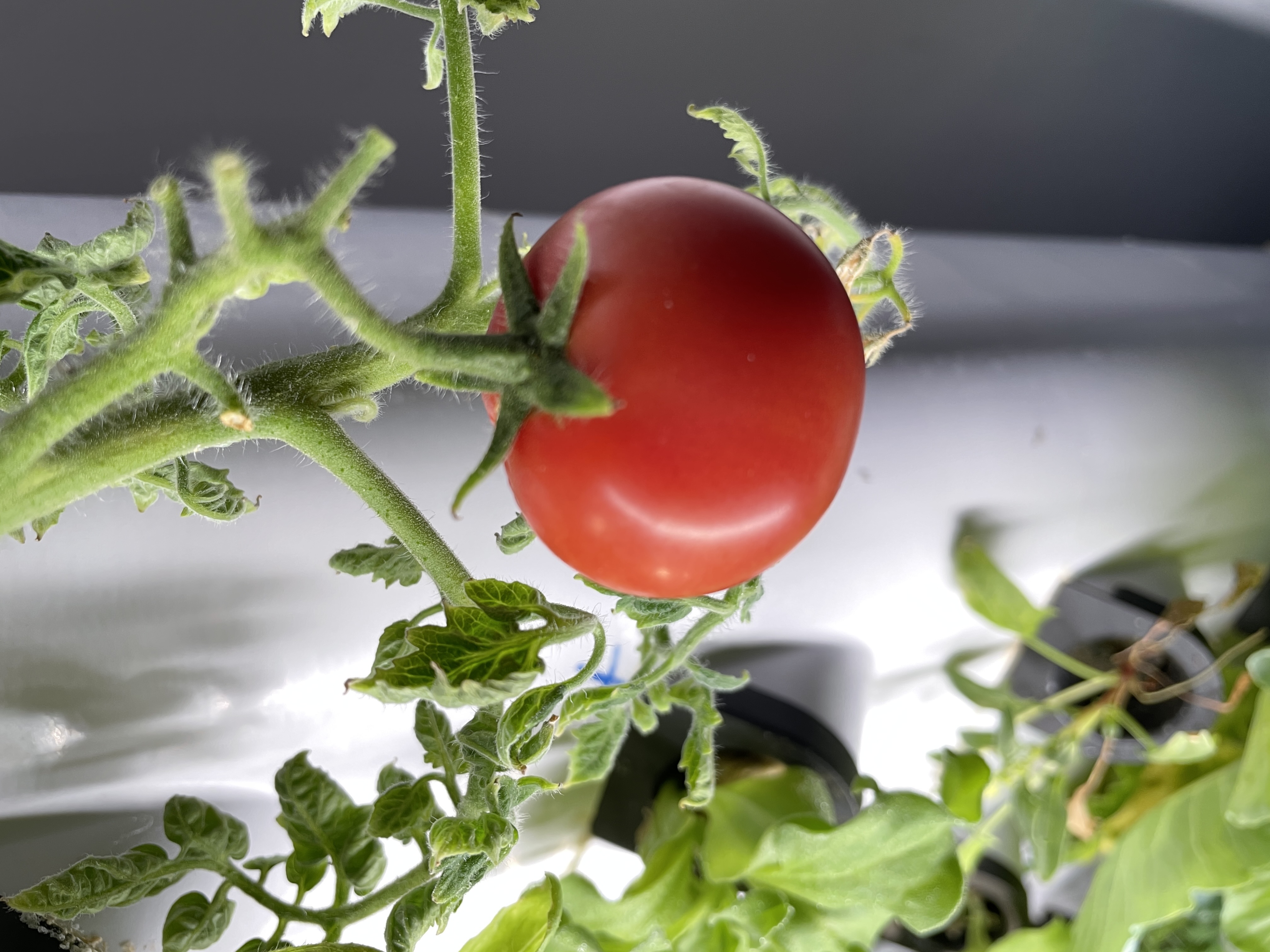 Hydroponisches Wachstumssystem – Farming Zone Bewertung und Preis