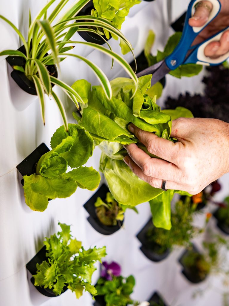 Hydroponisches Wachstumssystem – Farming Zone Bewertung und Preis