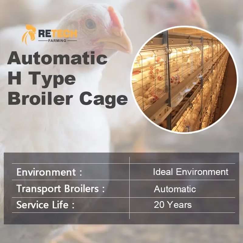Automatischer H-Typ Broiler-Hü – Farming Africa Bewertung und Preis