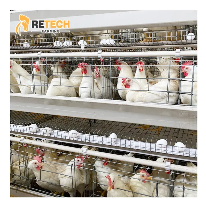 Automatischer Eierlegehennenkä – Farming Africa Bewertung und Preis